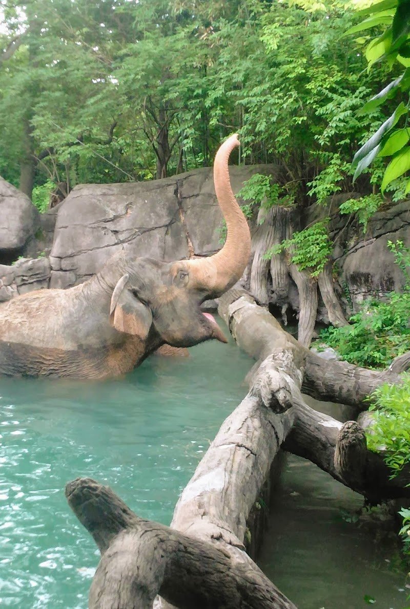 Cincinnati Zoo & Botanical Garden cover picture