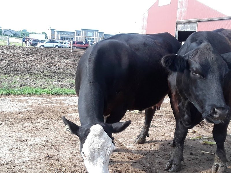 The Barn at Buechler Farms cover picture