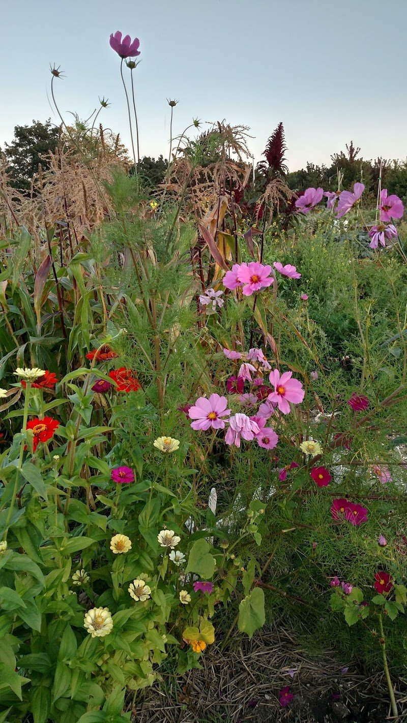 Alice's Garden cover picture