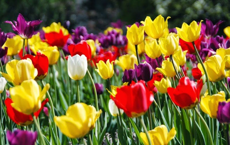 Green Bay Botanical Garden cover picture